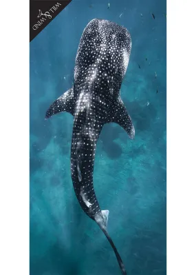 Will & Wind Whale Shark Microfibre Towel